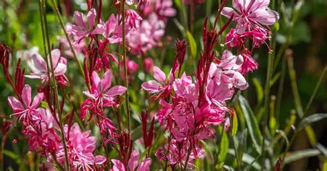 Gaura Plant Care: How To Grow The Gaura Flower