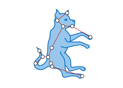 Canis Major Constellation Facts For Kids | DK Find Out