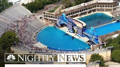 SeaWorld to End Killer Whale Breeding Program | NBC Nightly News - YouTube