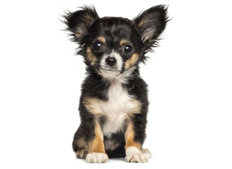 #1 | Chihuahua Puppies for Sale By Uptown Puppies