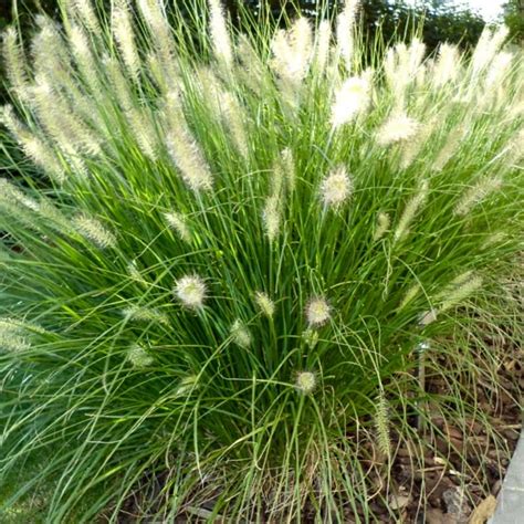 Dwarf Fountain Grass