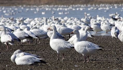 Snow Geese Spring Migration in Quebec 2025 - Rove.me