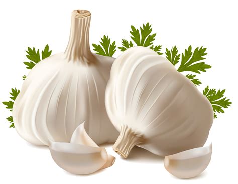 Download Garlic PNG Image for Free