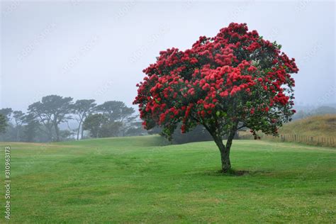 The Pohutukawa tree which is also called the New Zealand Christmas tree is in full bloom in ...