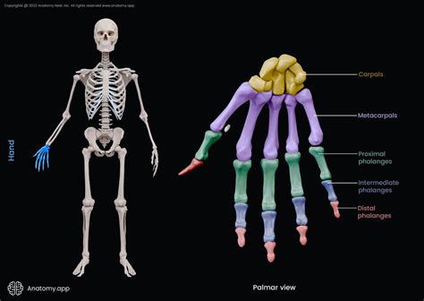 Metacarpal bones | Encyclopedia | Anatomy.app | Learn anatomy | 3D models, articles, and quizzes