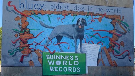 Rochester's Bluey reclaims title of world's oldest dog after Guinness World Records reviews Bobi ...