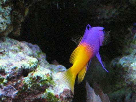 goby fish saltwater | Salt Water Goby | Goby fish, Saltwater tank, Salt and water