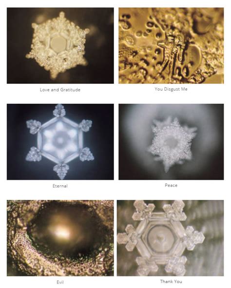 The impact of our words - Neuroscience, Dr Emoto and seeds