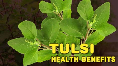 Health benefits of Tulsi | Holi Basil Benefits | Spiritual Videos ...