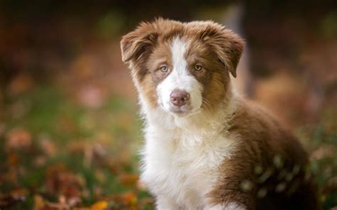 Australian Shepherd, Dog, Puppies Wallpapers HD / Desktop and Mobile ...