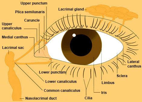 Eye From Front : Anatomy : The Eyes Have It