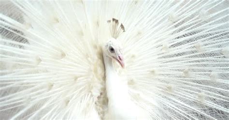 Albino peacock bird displaying out spread tail feathers with white ...