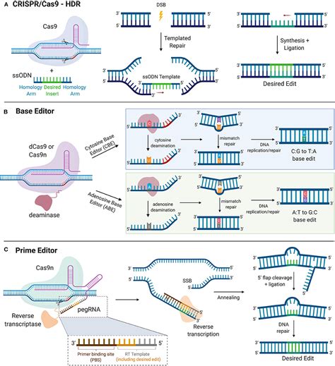 Frontiers | CRISPR Gene Therapy: Applications, Limitations, and Implications for the Future