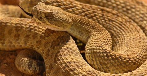 Discover the 3 Types of Rattlesnakes in Iowa - AZ Animals