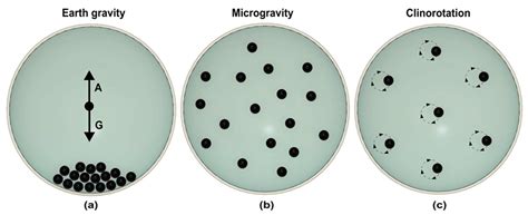 Micromachines | Free Full-Text | Lab-on-a-Chip Technologies for Microgravity Simulation and ...