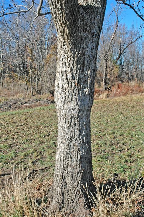 Northern Pecans: Importance of a vigorous rootstock