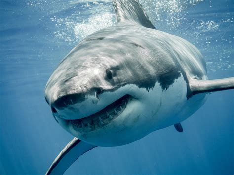 Fall Equinox Triggers Great White Shark Migration South - Newsweek