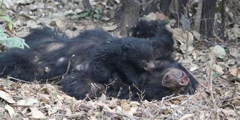 Sloth Bear Rescued After Mom Was Electrocuted - The Dodo