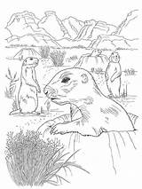Realistic Gophers coloring Page sketch template