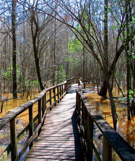 Boardwalk in Congaree National Park. SC | National parks, Congaree, Congaree national park