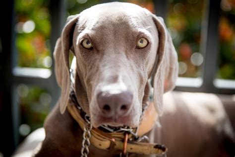 10 Dog Breeds with Beautiful Green Eyes | Reader's Digest