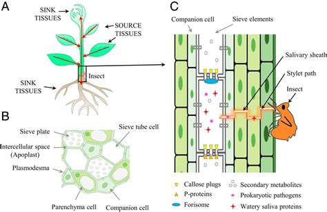 Perspective: Challenging battles of plants with phloem-feeding insects and prokaryotic pathogens ...