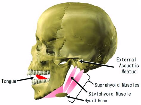 Meatus Anatomy