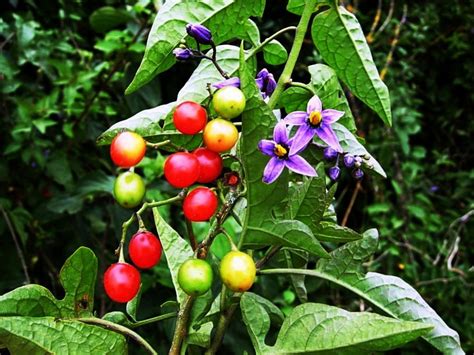 Solanum dulcamara - Alchetron, The Free Social Encyclopedia