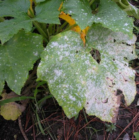 Begonia Flowers: Everything You Need to Know - Plants Craze