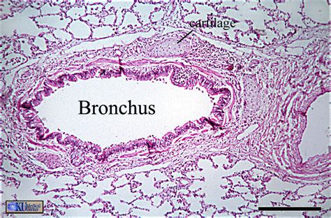 Bronchus Slide Labelled