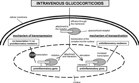 Genomic mechanism of iv glucocorticoids. Glucocorticoid binding to its... | Download Scientific ...