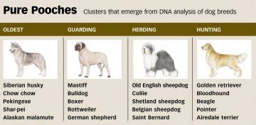 Breeds Apart: Purebred dogs defined by DNA differences