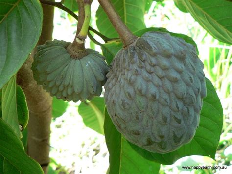 Cherimoya | Cherimoya, Fruit, Fruit trees