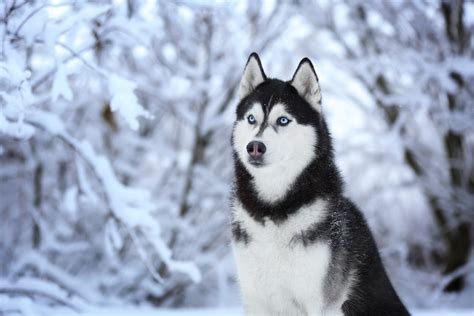 My Husky Dog HD Wallpapers New Tab Theme - MyStart