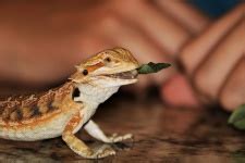Bearded Dragon On Boys Hand Free Stock Photo - Public Domain Pictures