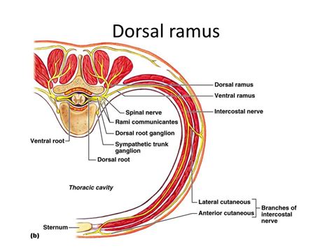 PPT - Anatomy of the Nervous System PowerPoint Presentation, free download - ID:1893791