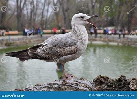 Big seagull close up stock image. Image of pillar, column - 114210073