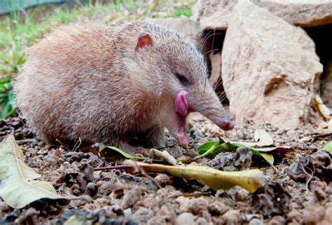 10 Tenrec Facts - Fact Animal