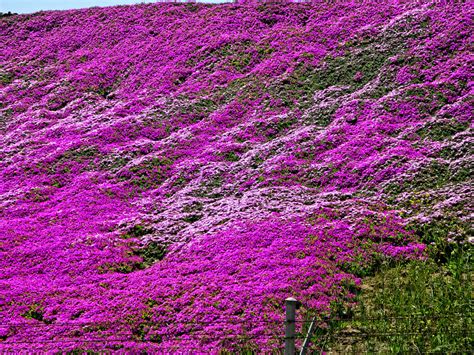 Purple Flowers | Purple ground cover on a hill in Santa Mari… | Flickr
