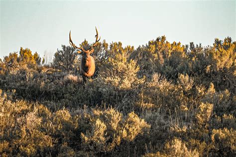 Utah Elk Hunting | Hook & Barrel Magazine