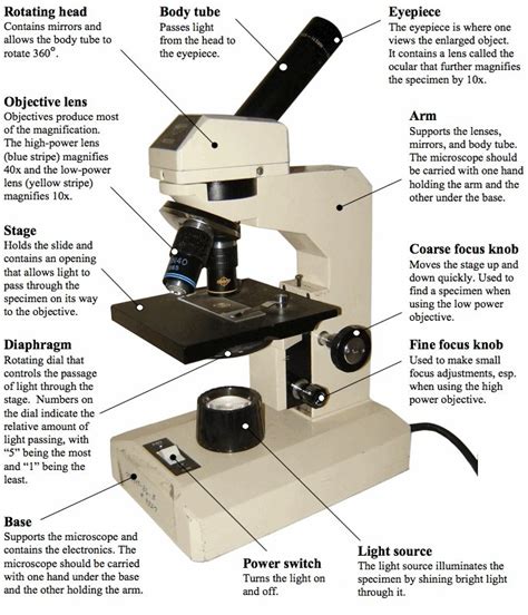 Light Microscope Diagram Functions Microscope Compound Parts