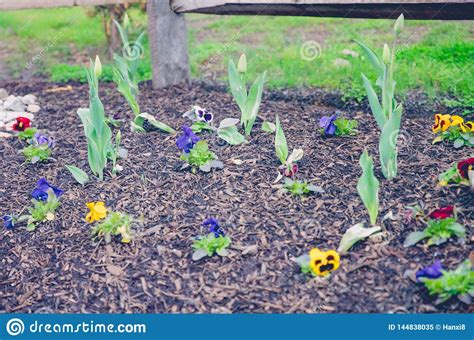 Miniature Garden and Horticulture Tools in Early Spring Stock Image - Image of fresh, branch ...