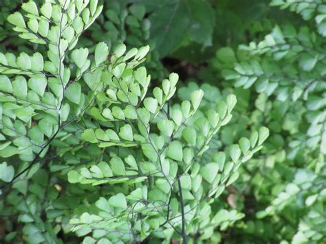 Adiantum venustum (Himalayan Maidenhair)