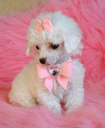 Dirrrty Dollhaus | Poodle puppy, Toy poodle puppy, Toy poodle