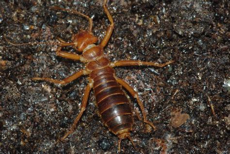 Cave earwig (Arixenia esau) | Found during a day walk in Dee… | Flickr