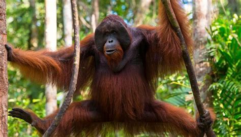 Multiple ape species facing extinction as humans wipe out their environment | Newshub