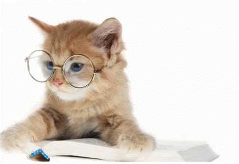 Cat Study GIF - Cat Study - Discover & Share GIFs