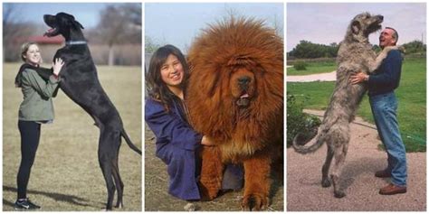 Los 20 perros más grandes del mundo - Razas reales con fotos