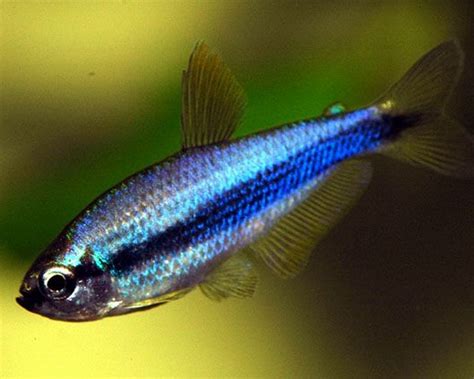 Super Blue Emperor Tetra ~ 2cm - 3cm