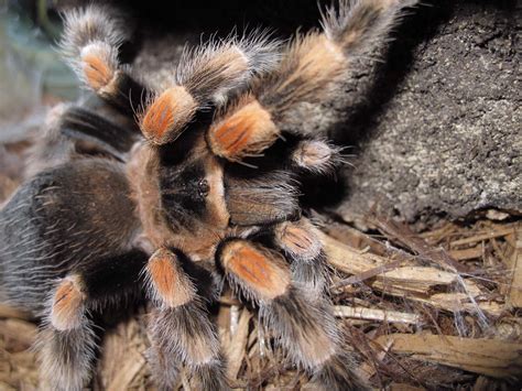 Brachypelma smithi - Twin Cities Reptiles